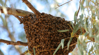 A large swarm of bees clustered on a tree branch, highlighting the need for professional pest control services.
